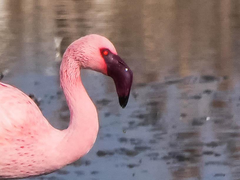 Flamant nain, Petit flamant Phoeniconaias minor (É. Geoffroy Saint-Hilaire, 1798)