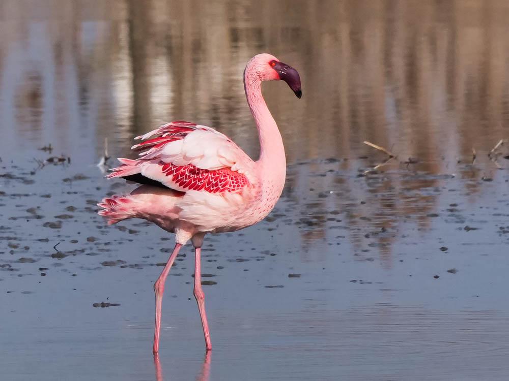 Flamant nain, Petit flamant Phoeniconaias minor (É. Geoffroy Saint-Hilaire, 1798)
