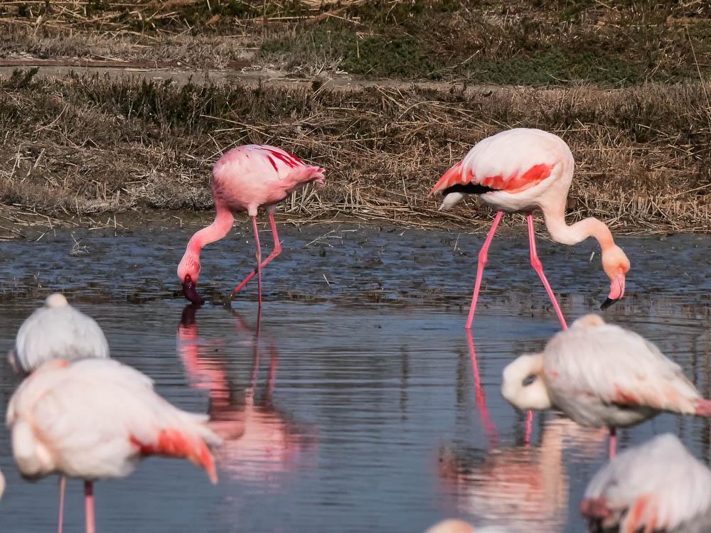 Flamant nain, Petit flamant Phoeniconaias minor (É. Geoffroy Saint-Hilaire, 1798)