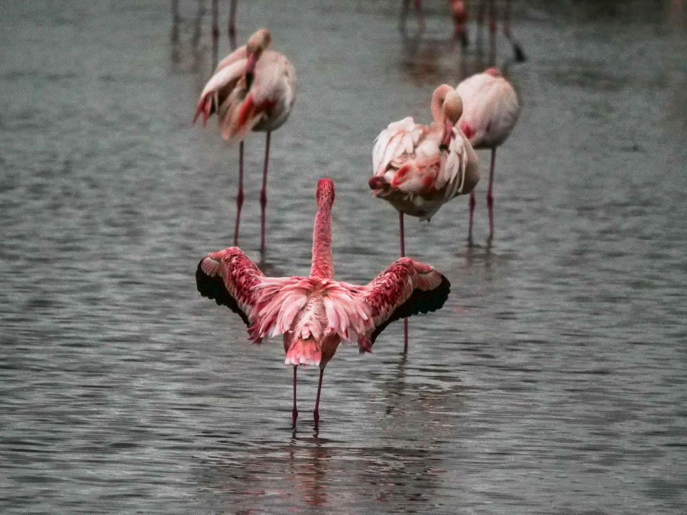 Flamant nain, Petit flamant Phoeniconaias minor (É. Geoffroy Saint-Hilaire, 1798)