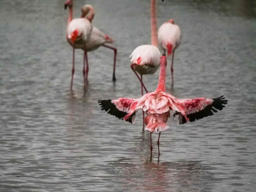 Flamant nain, Petit flamant Phoeniconaias minor (É. Geoffroy Saint-Hilaire, 1798)