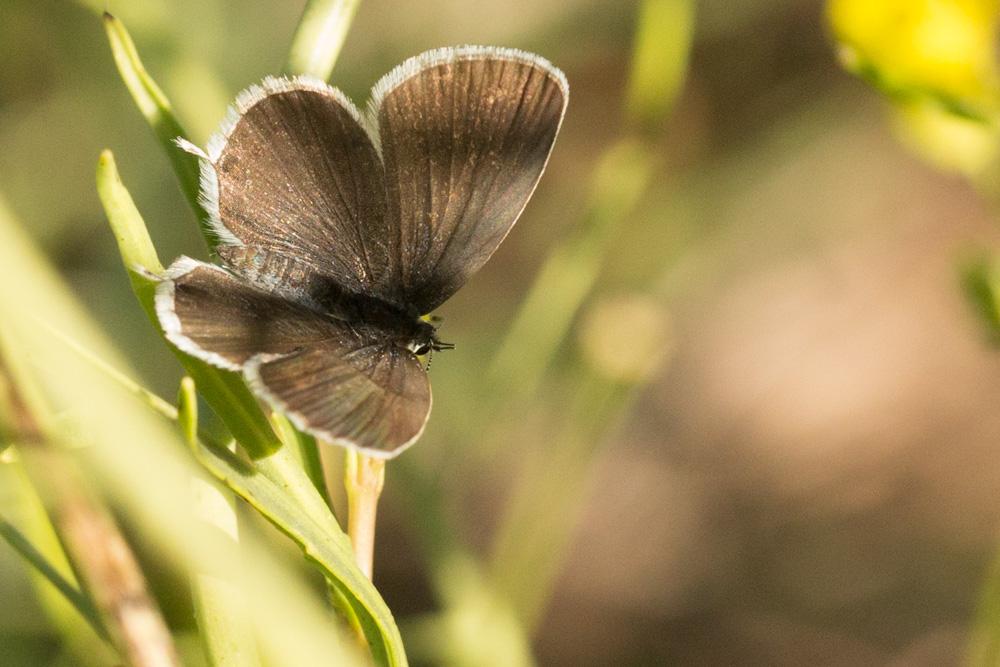 Azuré du Trèfle (L'), Petit Porte-Queue (Le), Argu Cupido argiades (Pallas, 1771)