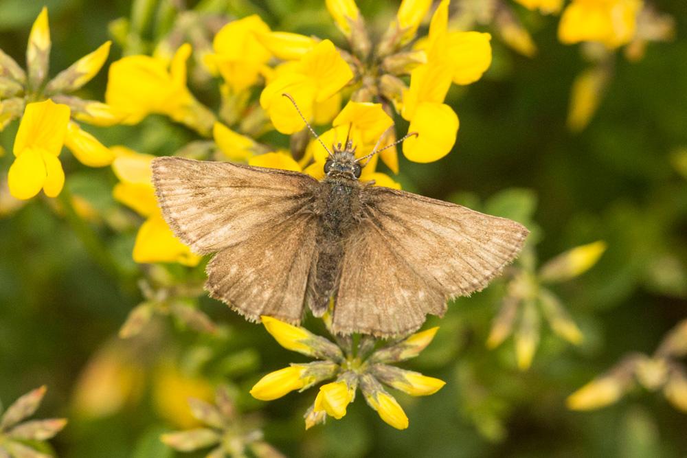Point de Hongrie (Le), Grisette (La) Erynnis tages (Linnaeus, 1758)
