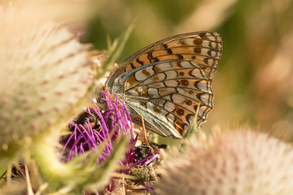 Chiffre (Le) Fabriciana niobe (Linnaeus, 1758)