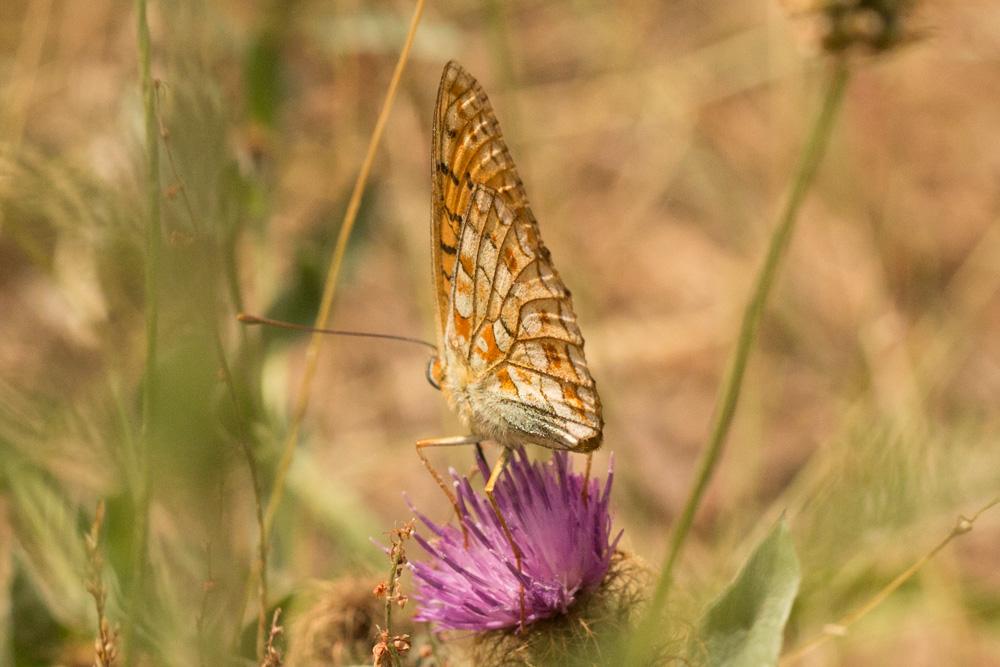 Chiffre (Le) Fabriciana niobe (Linnaeus, 1758)