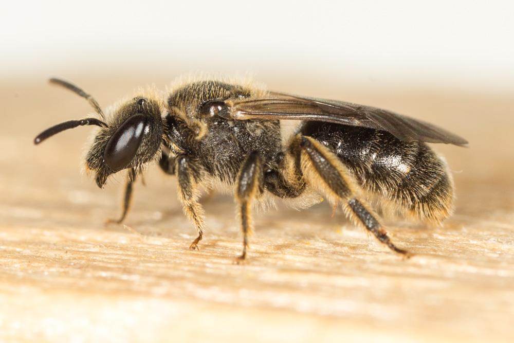  Lasioglossum Curtis, 1833