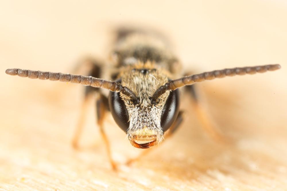 Lasioglossum Curtis, 1833