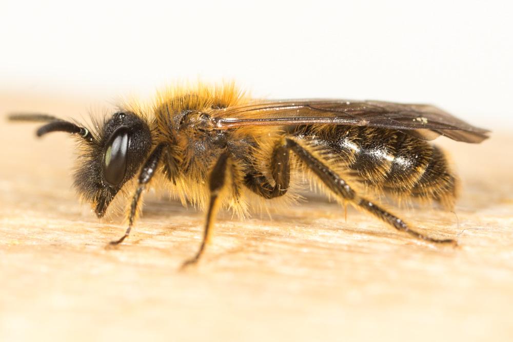 Le  Andrena granulosa Pérez, 1902