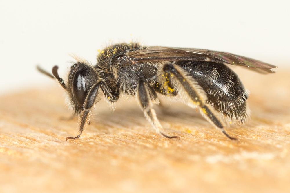  Andrena Fabricius, 1775