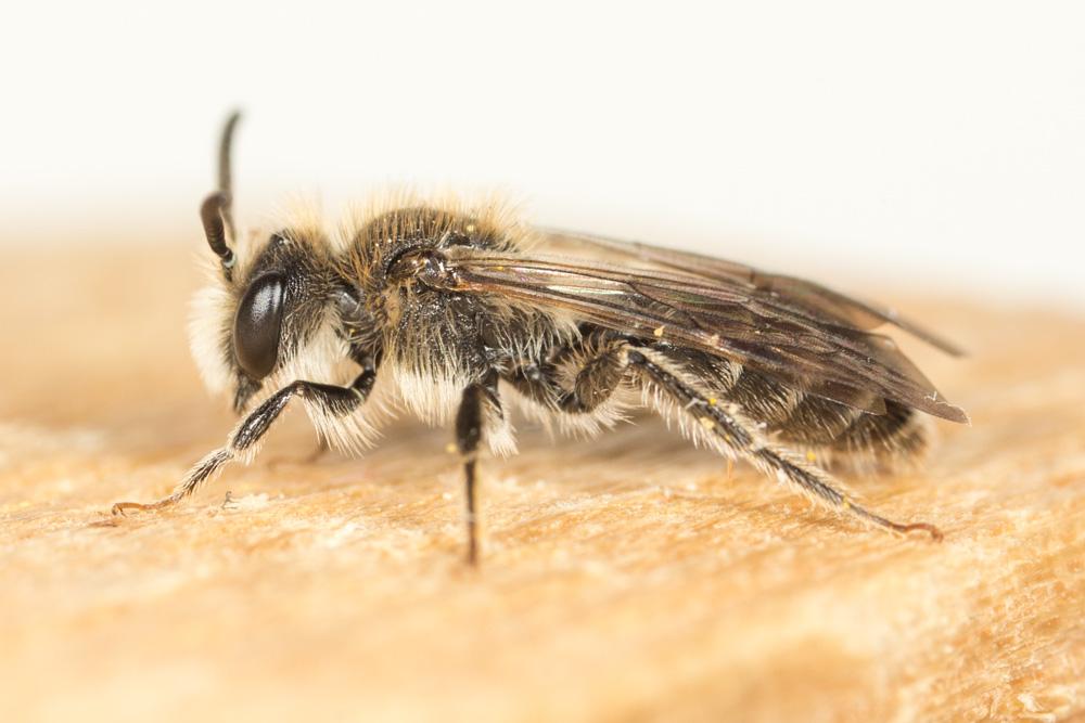  Andrena Fabricius, 1775