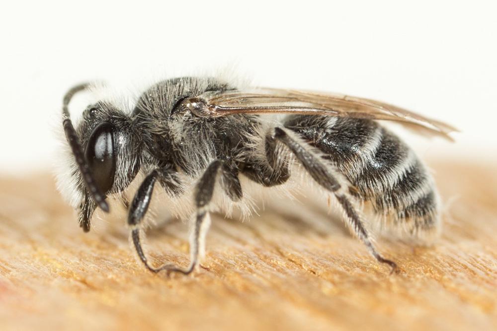  Andrena farinosa Pérez, 1895