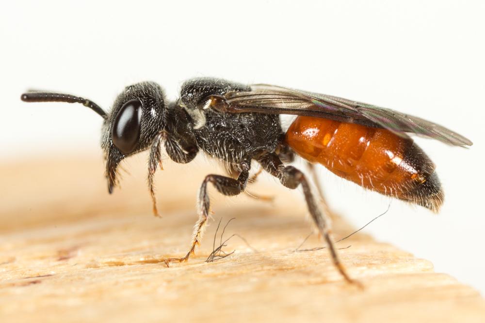 Le  Sphecodes monilicornis (Kirby, 1802)