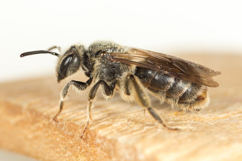  Andrena Fabricius, 1775
