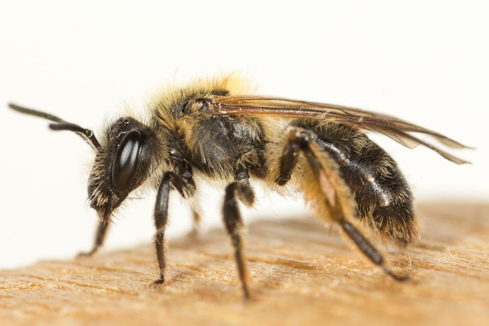  Andrena Fabricius, 1775