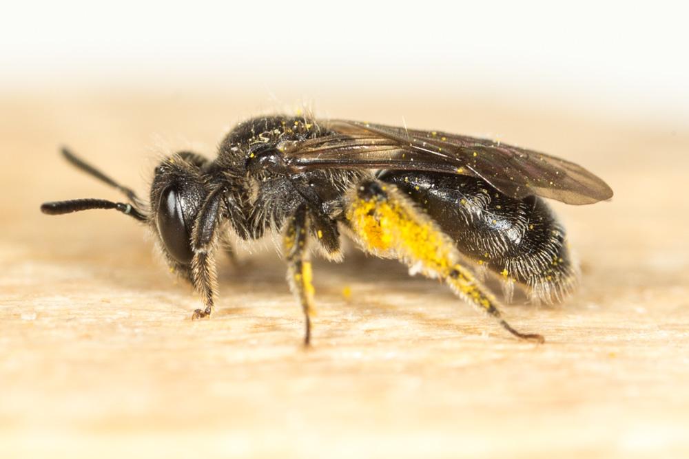  Andrena Fabricius, 1775