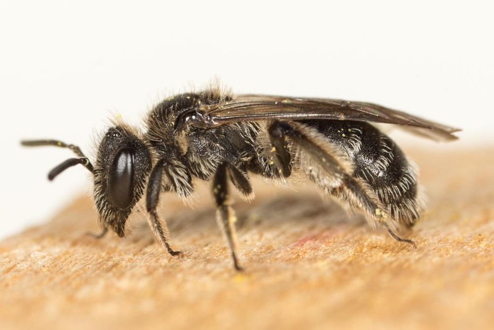  Andrena Fabricius, 1775