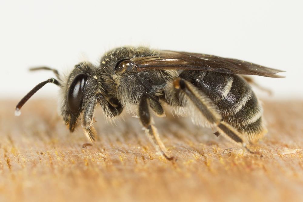  Andrena Fabricius, 1775