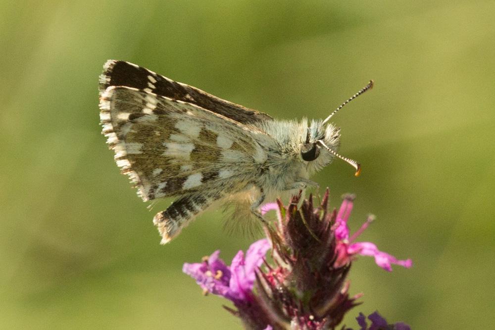 Hespérie des Potentilles (L'), Armoricain (L') Pyrgus armoricanus (Oberthür, 1910)