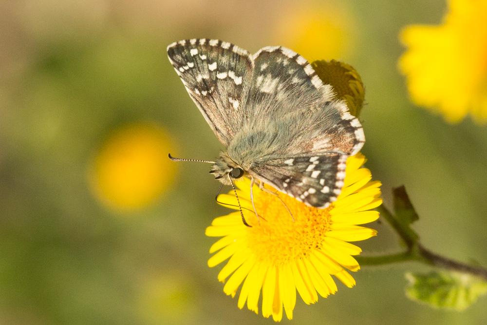 Hespérie des Potentilles (L'), Armoricain (L') Pyrgus armoricanus (Oberthür, 1910)