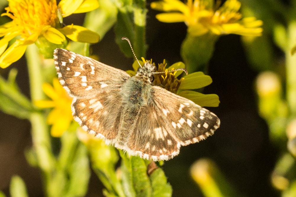 Hespérie des Potentilles (L'), Armoricain (L') Pyrgus armoricanus (Oberthür, 1910)