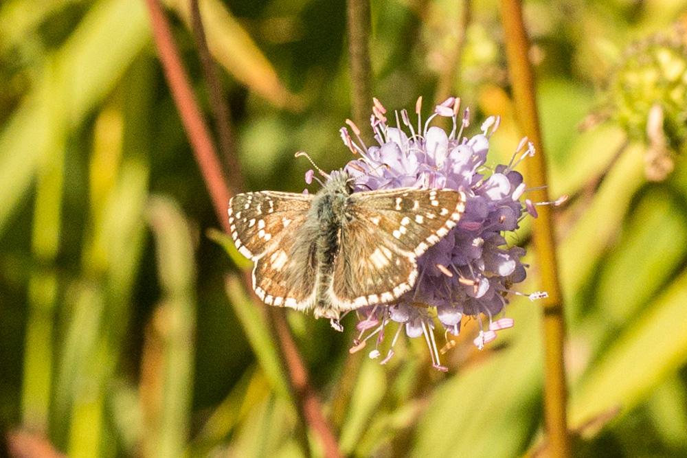 Hespérie des Potentilles (L'), Armoricain (L') Pyrgus armoricanus (Oberthür, 1910)