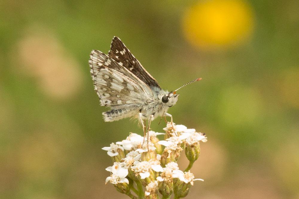Hespérie du Carthame (L'), Bigarré (Le), Grande He Pyrgus carthami (Hübner, 1813)