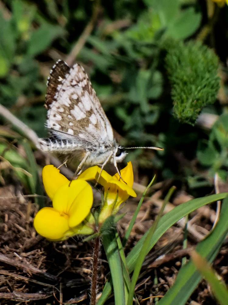 Hespérie du Carthame (L'), Bigarré (Le), Grande He Pyrgus carthami (Hübner, 1813)