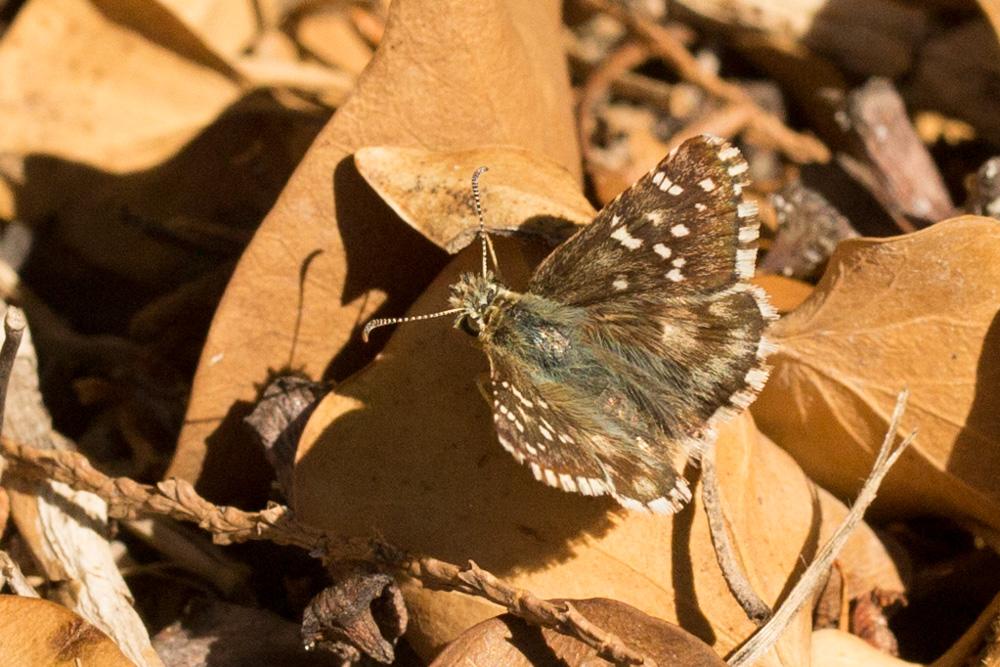 Hespérie de la Malope (L'), Vergeté (Le) Pyrgus onopordi (Rambur, 1839)