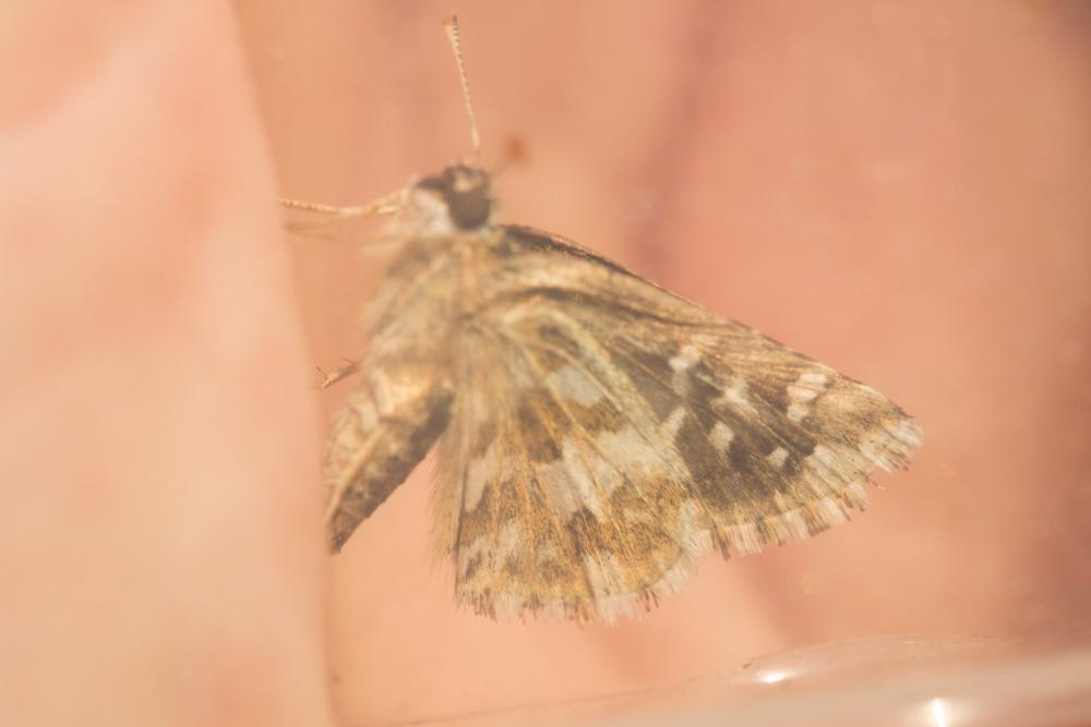 Hespérie de la Malope (L'), Vergeté (Le) Pyrgus onopordi (Rambur, 1839)