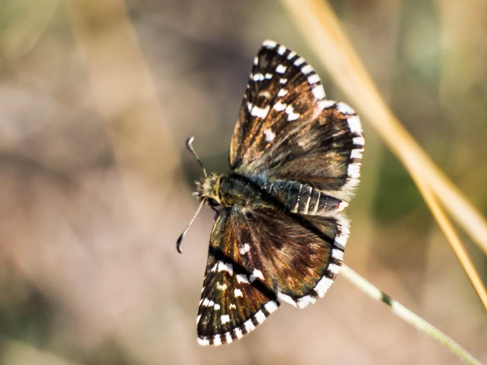 Hespérie de la Malope (L'), Vergeté (Le) Pyrgus onopordi (Rambur, 1839)