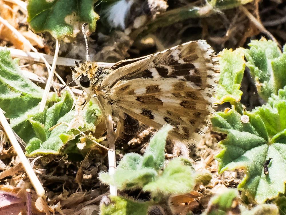 Hespérie de la Malope (L'), Vergeté (Le) Pyrgus onopordi (Rambur, 1839)