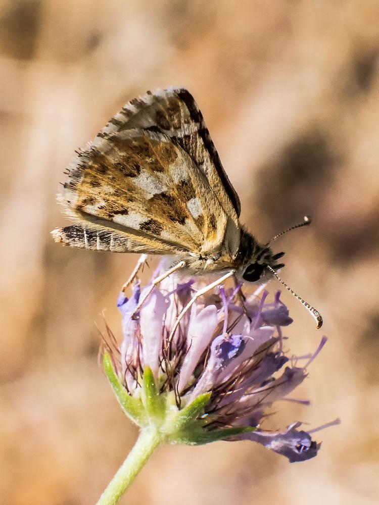 Hespérie de la Malope (L'), Vergeté (Le) Pyrgus onopordi (Rambur, 1839)