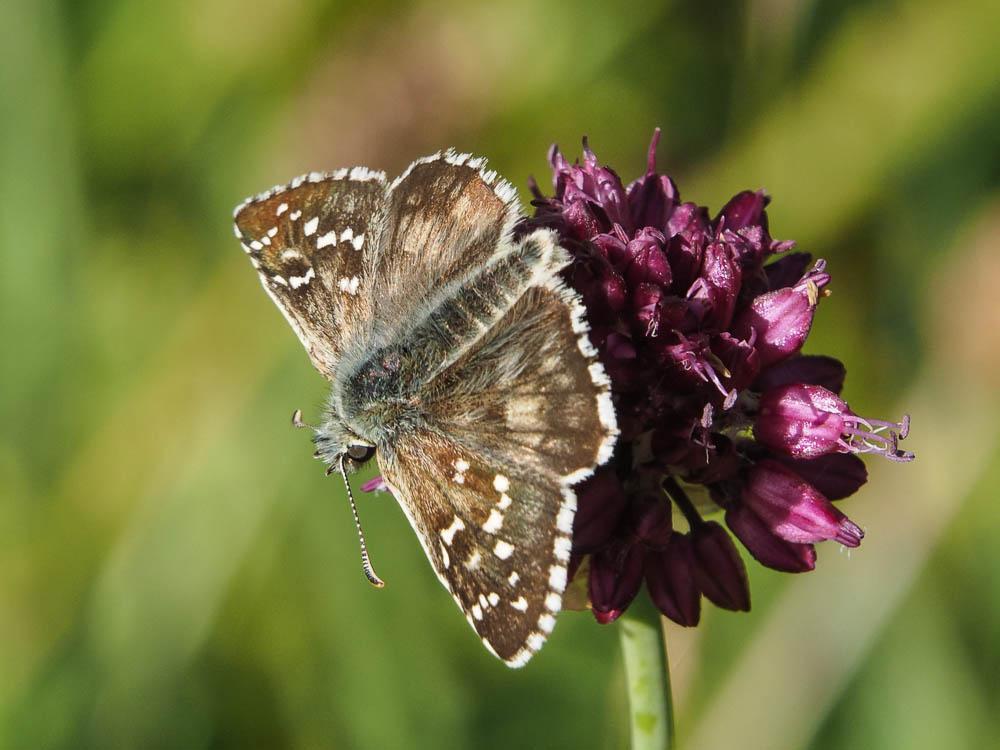 Hespérie du Faux-Buis, Plain-Chant (Le), Dé-à-joue Pyrgus alveus (Hübner, 1803)