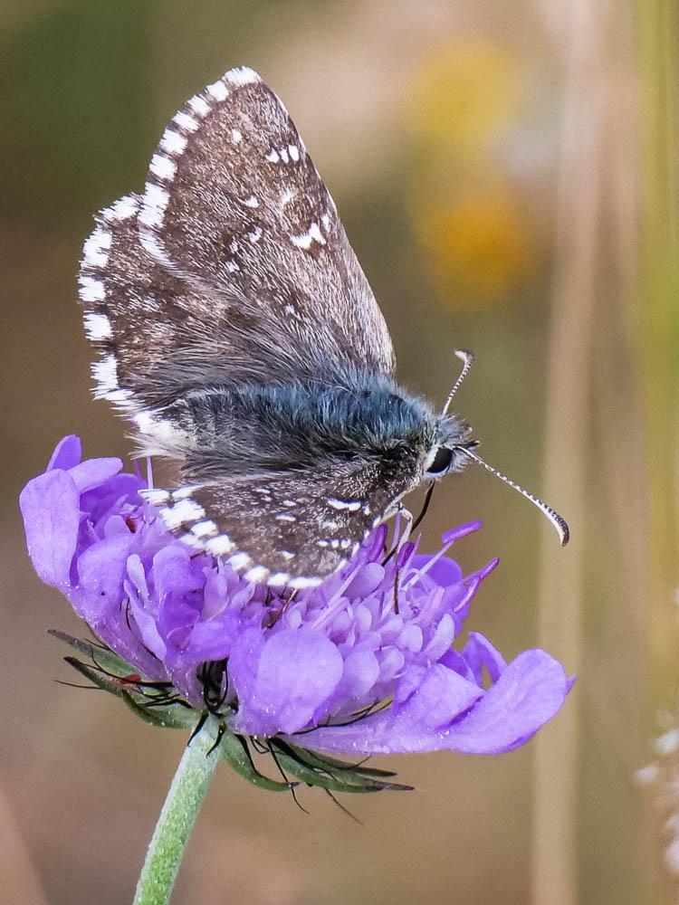 Hespérie du Faux-Buis, Plain-Chant (Le), Dé-à-joue Pyrgus alveus (Hübner, 1803)