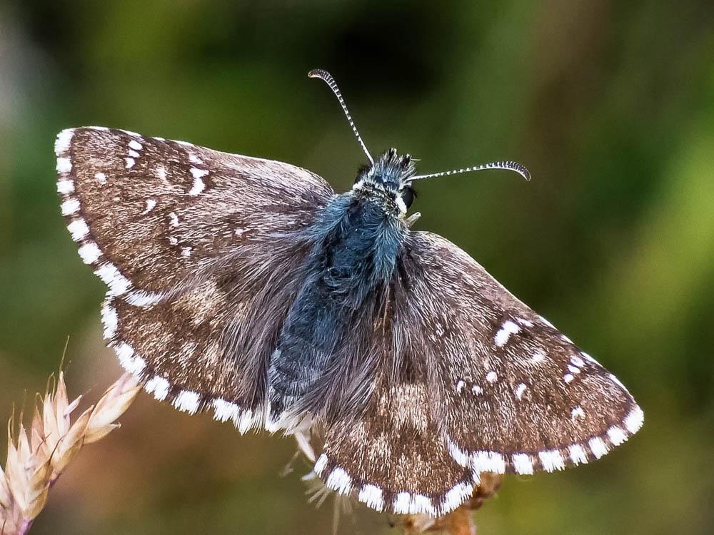 Hespérie du Faux-Buis, Plain-Chant (Le), Dé-à-joue Pyrgus alveus (Hübner, 1803)