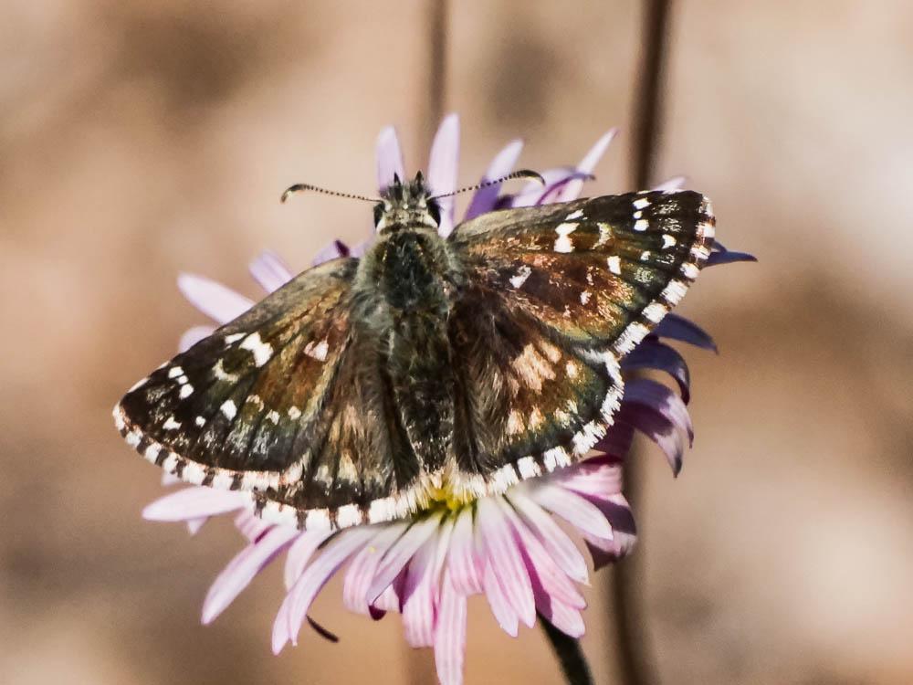 Hespérie des Potentilles (L'), Armoricain (L') Pyrgus armoricanus (Oberthür, 1910)