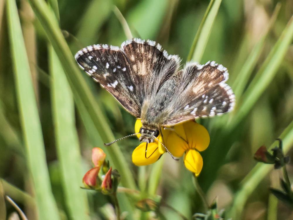 Hespérie des Potentilles (L'), Armoricain (L') Pyrgus armoricanus (Oberthür, 1910)