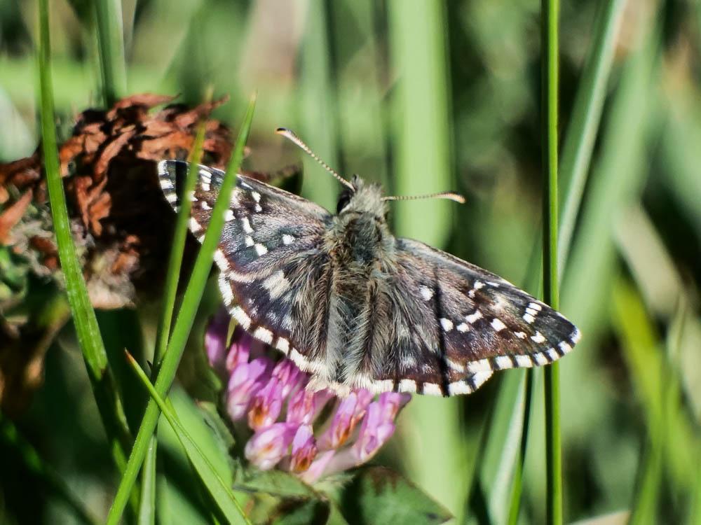 Hespérie de la Malope (L'), Vergeté (Le) Pyrgus onopordi (Rambur, 1839)