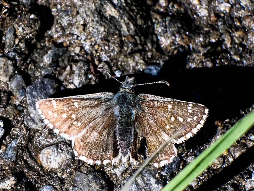 Hespérie du Pas-d'âne (L'), Hespérie obscure (L'), Pyrgus cacaliae (Rambur, 1839)