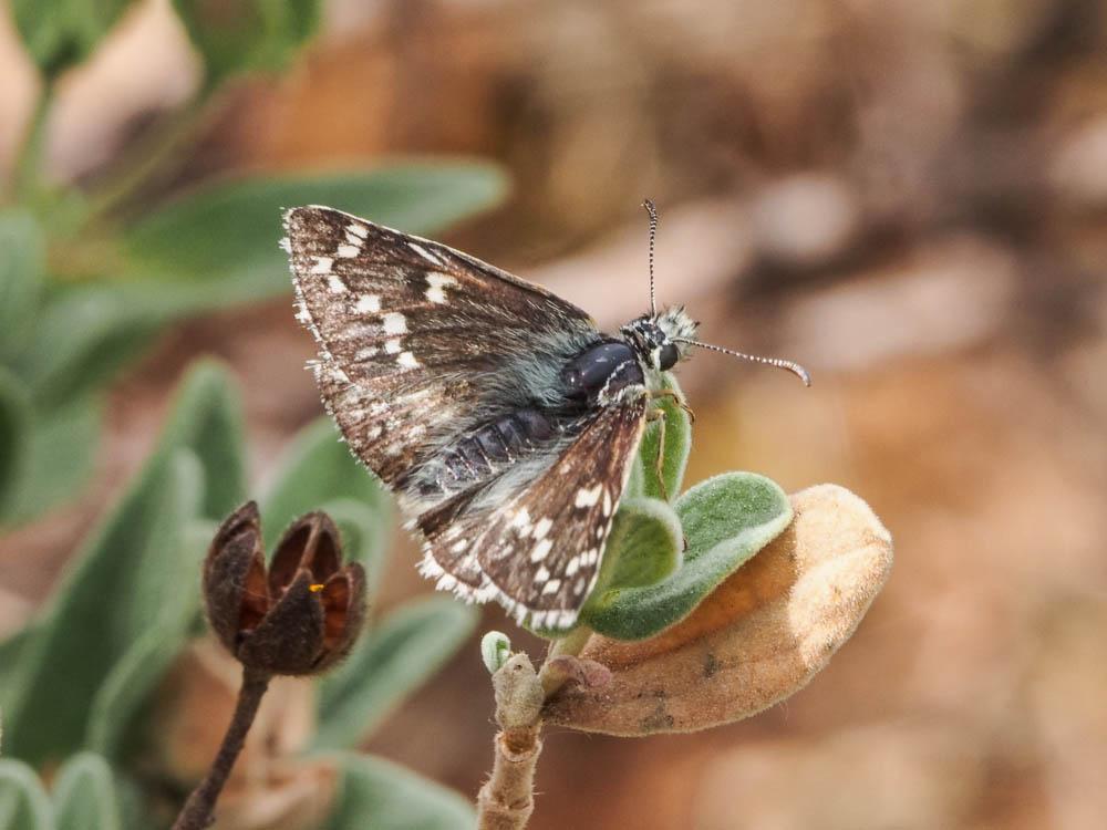 Hespérie du Carthame (L'), Bigarré (Le), Grande He Pyrgus carthami (Hübner, 1813)