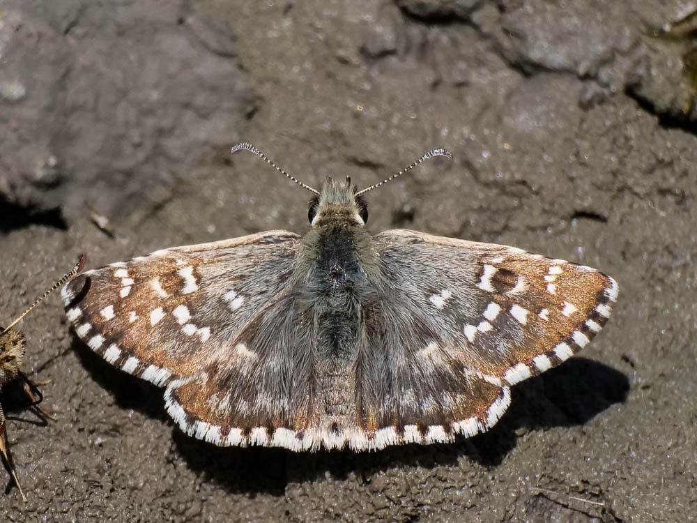Hespérie de la Malope (L'), Vergeté (Le) Pyrgus onopordi (Rambur, 1839)
