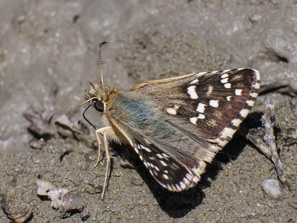 Hespérie des Cirses (L'), Hespérie de Rambur (L')  Pyrgus cirsii (Rambur, 1839)