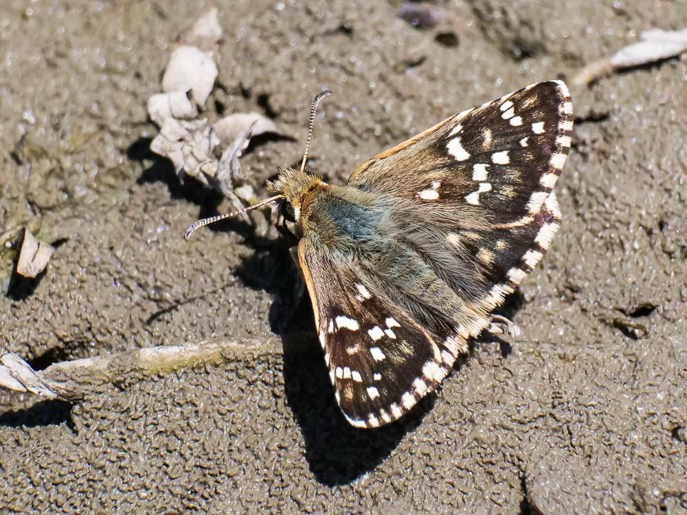 Hespérie des Cirses (L'), Hespérie de Rambur (L')  Pyrgus cirsii (Rambur, 1839)