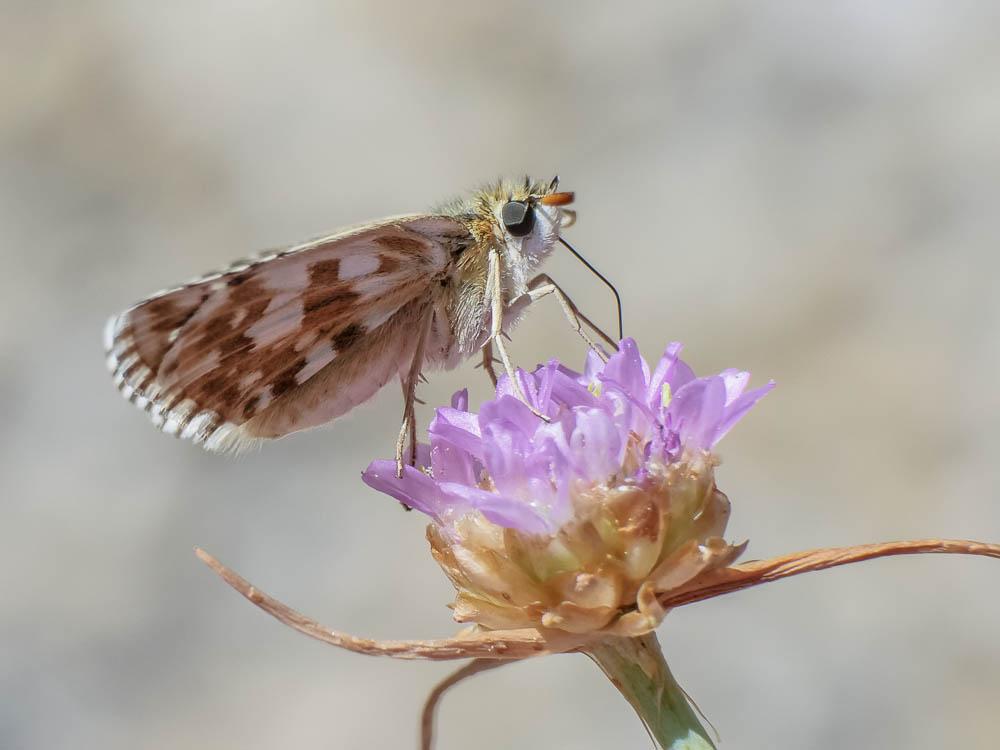 Hespérie des Hélianthèmes (L'), Hespérie de Foulqu Pyrgus foulquieri (Oberthür, 1910)