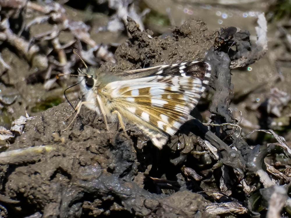 Hespérie des Hélianthèmes (L'), Hespérie de Foulqu Pyrgus foulquieri (Oberthür, 1910)