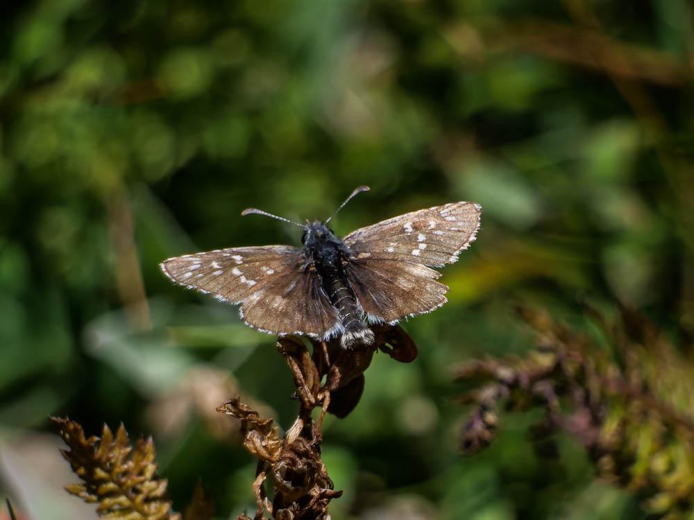 Hespérie de l'Alchémille (L'), Hespérie de l'Armoi Pyrgus serratulae (Rambur, 1839)