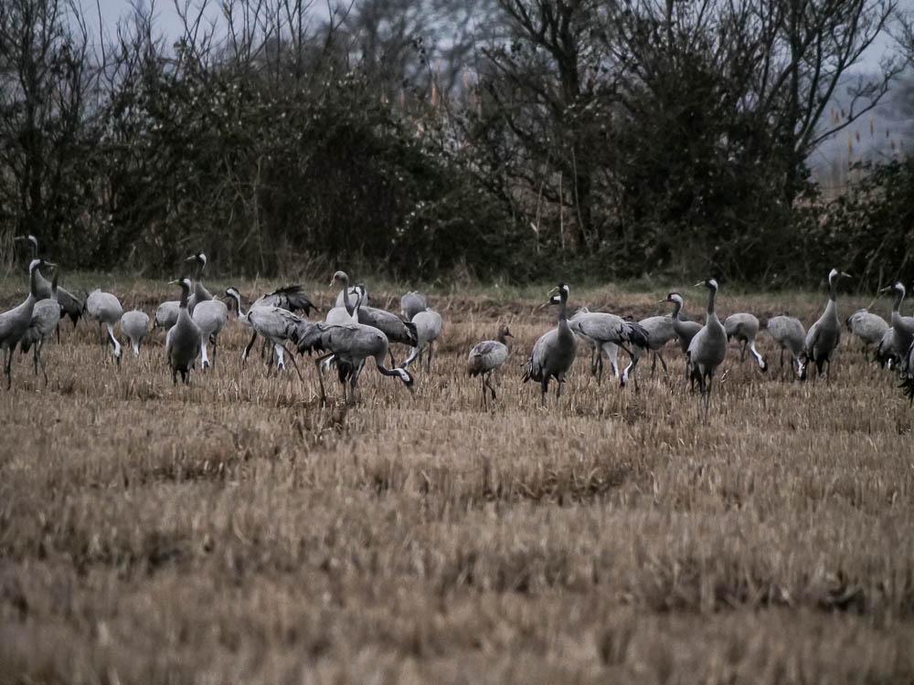 Grue cendrée Grus grus (Linnaeus, 1758)