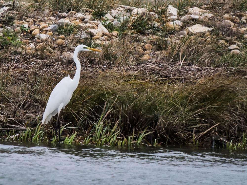 Grande Aigrette Ardea alba Linnaeus, 1758