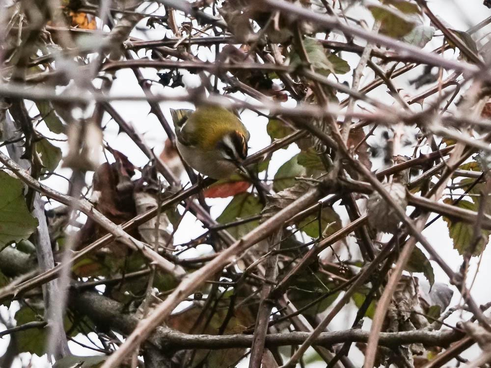 Roitelet à triple bandeau Regulus ignicapilla (Temminck, 1820)