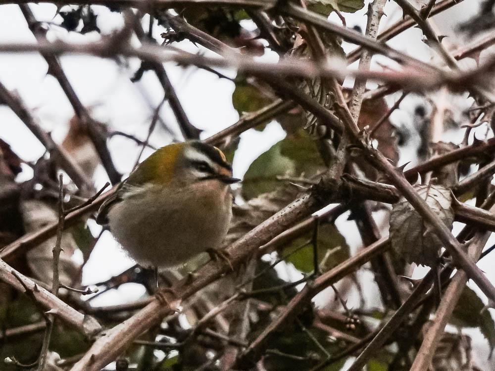 Roitelet à triple bandeau Regulus ignicapilla (Temminck, 1820)
